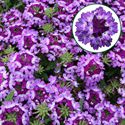 Afbeelding van Verbena P12 Bic Blue